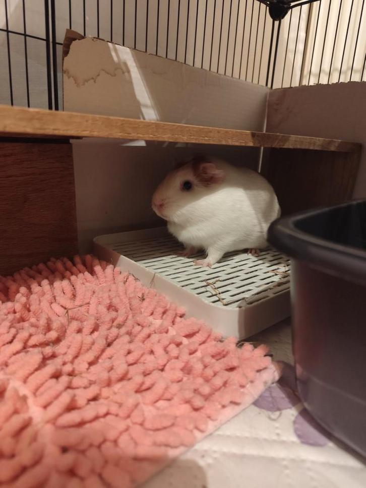 Vrouwelijke cavia/cavia, Dieren en Toebehoren, Knaagdieren en Konijnen | Hokken en Kooien, Cavia, Ophalen