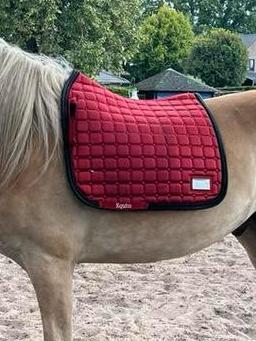 Equito chilli pepper full dressuur beschikbaar voor biedingen