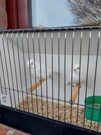 Kanaries, Dieren en Toebehoren, Vogels | Kanaries