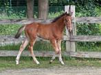 Hengstenveulen: Forever d'Arco Ter Linden x Asca Z, Springpaard, Niet van toepassing, 0 tot 2 jaar, Hengst