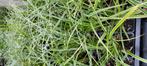 Carex morrowii variegata, Tuin en Terras, Planten | Tuinplanten, Ophalen