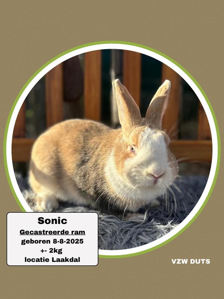 Gecastreerde ram ter adoptie vzw duts, Dieren en Toebehoren, Konijnen