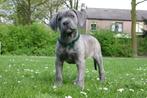 Prachtige Cane Corso pups verwacht, Dieren en Toebehoren, Honden | Bulldogs, Pinschers en Molossers, Nederland, Overige rassen