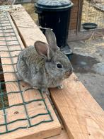 Konijn, Geslacht onbekend, Klein, 0 tot 2 jaar