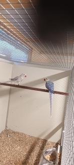 halsbanden; halsbandparkiet; ringnecks aan spotprijzen, Dieren en Toebehoren, Vogels | Parkieten en Papegaaien, Parkiet