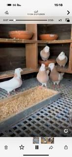 ‏ hogere vliegt Duiven Iranees duiven, Dieren en Toebehoren, Vogels | Duiven