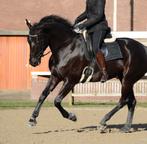 Lief Recreatiepaard te koop, Dieren en Toebehoren, Paarden, Merrie, Niet van toepassing, Recreatiepaard