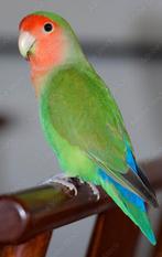 Gezocht! Jong handtam vogeltje in deze kleur., Tam, Dwergpapegaai of Agapornis