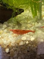 Rode neocaridina vuur garnalen