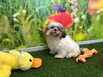 Chiots Shih Tzu, Animaux & Accessoires, Chiens | Chihuahuas & Chiens de compagnie, Plusieurs, Belgique, 8 à 15 semaines, Parvovirose