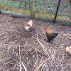 Hannen gratis, Animaux & Accessoires, Mâle, Poule ou poulet