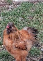 zijdehoender haan, Dieren en Toebehoren, Mannelijk, Kip