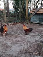Knappe haantjes!, Dieren en Toebehoren, Pluimvee, Mannelijk, Kip