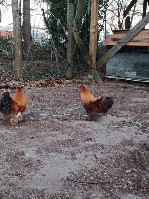 Knappe haantjes!, Dieren en Toebehoren, Pluimvee, Kip, Mannelijk