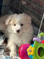 Border collie pups met stamboom, Animaux & Accessoires, Chiens | Bergers & Bouviers, Parvovirose, Plusieurs, Belgique, 8 à 15 semaines
