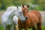 Paarden reading online, Dieren en Toebehoren, Paarden