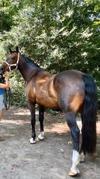 Recreatie familiepaard, Dieren en Toebehoren, Ruin