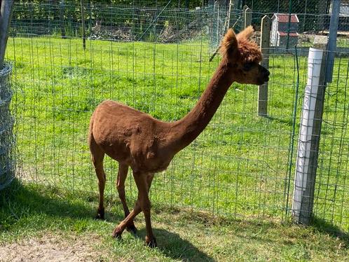 Alpaca merrie 2.5 jaar, Dieren en Toebehoren, Overige Dieren