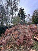 GRATIS Hout, Tuin en Terras, 6 m³ of meer, Ophalen, Overige houtsoorten, Takken