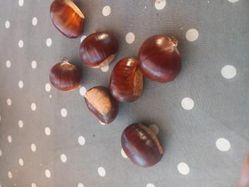 Allerallerlaatste inlandse tamme eetbare kastanjes beschikbaar voor biedingen