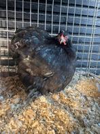 Cochin kriel overjaarse hennen, Dieren en Toebehoren, Pluimvee, Vrouwelijk, Kip