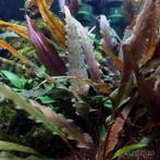 Plante aquarium - cryptocoryne undulata rouge, Ophalen