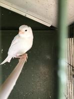 kanaries, Dieren en Toebehoren, Vogels | Kanaries, Meerdere dieren, Kleurkanarie