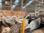 Kalkoen, Dieren en Toebehoren, Vogels | Parkieten en Papegaaien