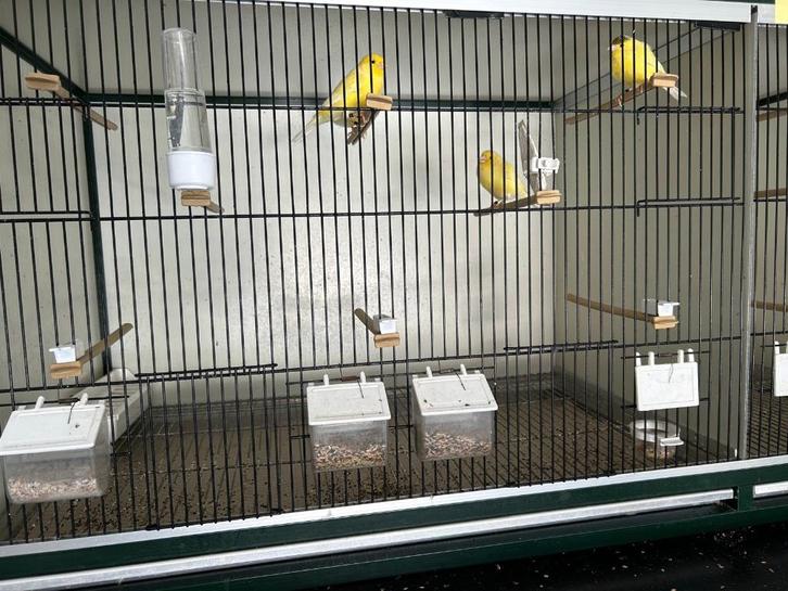 Jonge Waterslagers 2025, Dieren en Toebehoren, Vogels | Parkieten en Papegaaien, Parkiet, Meerdere dieren, Geringd