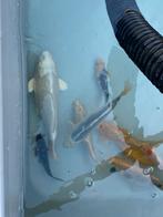 Japanse koi’s