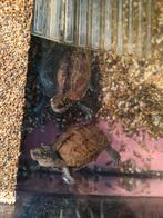 2 tortues avec aquarium, Animaux & Accessoires, Domestique, Tortue, 3 à 6 ans