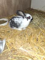 Tamme konijntjes, Dieren en Toebehoren, Konijnen, Mannelijk, Groot, 0 tot 2 jaar