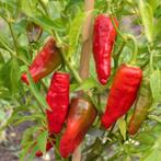 5 graines de paprika Pantos, Jardin & Terrasse, Bulbes & Semences, Enlèvement ou Envoi