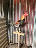 Ganoi shamo, Dieren en Toebehoren, Vogels | Kanaries