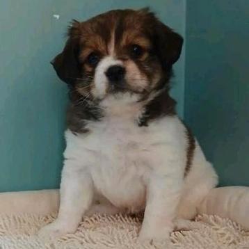 Lieve pupjes zoeken een warme thuis, Petit, Plusieurs, Parvovirose, Belgique