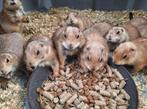 Handtamme zwartstaart prairiehondjes, Tam