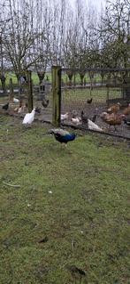 Pauwen  man blauw, Animaux & Accessoires, Volatiles, Mâle, Autres espèces