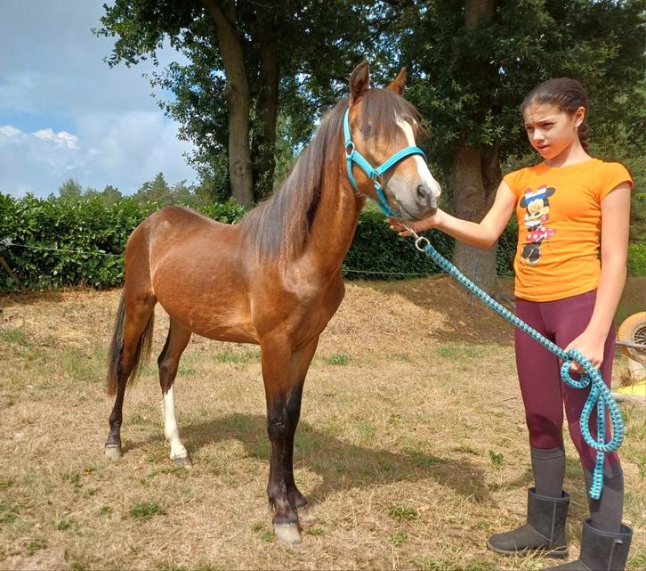 1,5 jarige B pony Ruin, Dieren en Toebehoren, Paarden, Ruin, Onbeleerd, 3 tot 6 jaar, Recreatiepaard, Met stamboom, Gechipt, Ontwormd