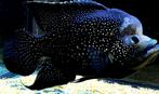 Schitterend koppel Black Diamond cichliden, Dieren en Toebehoren, Vissen | Aquariumvissen, Vis, Zoetwatervis