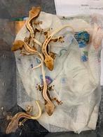 Lilly white wimpergeckos, Dieren en Toebehoren