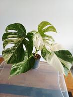 Monstera albo variegata, Ophalen of Verzenden