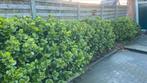 Hortensia grote bossen, Tuin en Terras, Planten | Tuinplanten, Vaste plant, Ophalen of Verzenden, Overige soorten