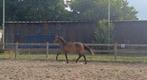 Merrie (v.powerbank), Dieren en Toebehoren, Paarden, Merrie, Dressuurpaard, 0 tot 2 jaar, Onbeleerd