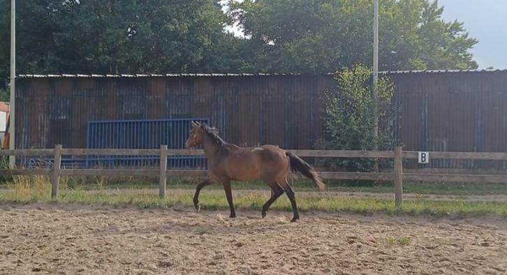 Merrie (v.powerbank), Dieren en Toebehoren, Paarden, Merrie, Onbeleerd, 165 tot 170 cm, 0 tot 2 jaar, Dressuurpaard, Met stamboom