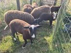 Agneaux Zwartbles à vendre, Animaux & Accessoires, Moutons, Chèvres & Cochons, Plusieurs animaux, Mouton, 0 à 2 ans