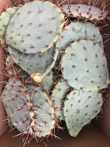Winterharde cactusschijven beschikbaar voor biedingen