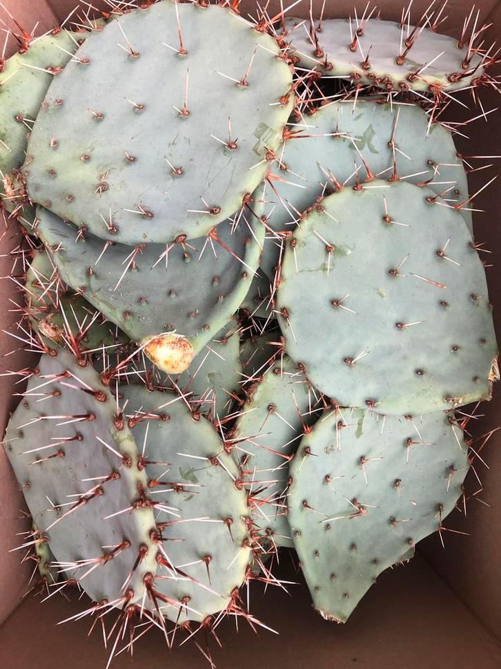 Winterharde cactusschijven, Tuin en Terras, Planten | Tuinplanten, Lente, Ophalen