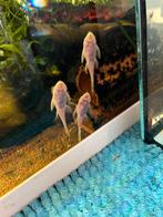 Witte algeneters-6cm-€5 per stuk ;6cm lang, Dieren en Toebehoren, Ophalen