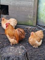 Cochin kriel trio buff glad en krul, Dieren en Toebehoren, Pluimvee