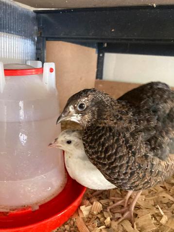 2 vrouw kwartels beschikbaar voor biedingen